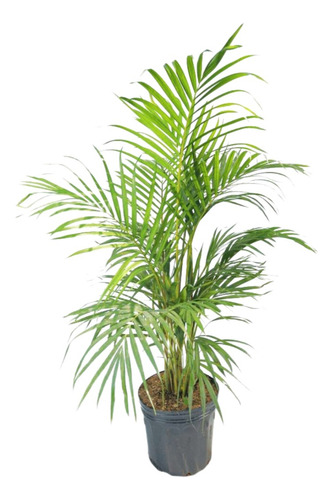 Palmera Areca Puntas Marrones Planta