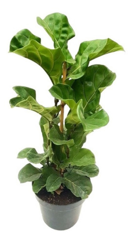 Planta De Interior O Exterior Ficus Pandurata Simple En Mø16