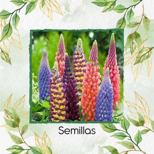 35 Semillas Flor Lupinus Altramuz + Obsequio Germinación
