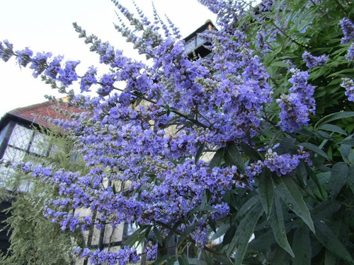 Árvore Da Castidade Vitex Agnus Castus Sementes Para Mudas