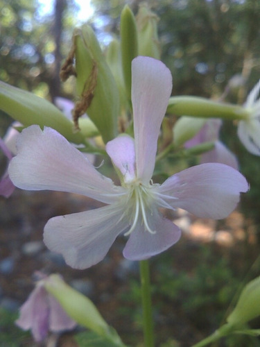 Semillas De Saponaria Officinalis- Jabonera- 25/sem