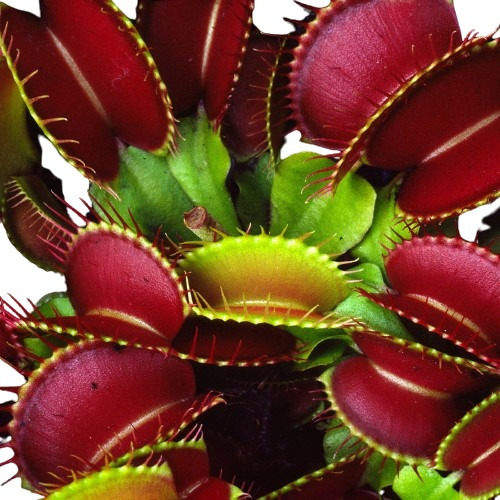 Venus Atrapamoscas, Planta Carnívora, Dionaea , Con Obsequio