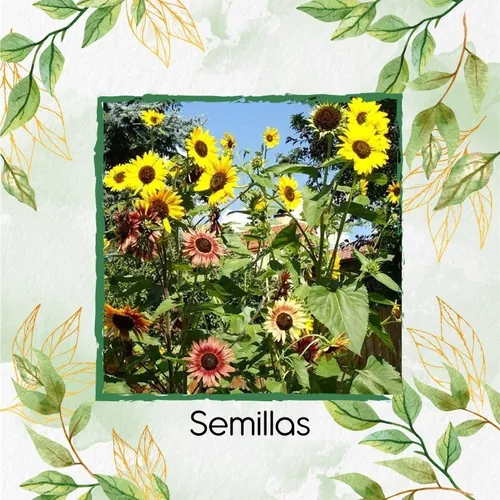 40 Semillas De Flor Girasol Belleza De Otoño