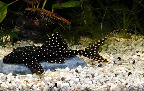 Peces Pleco Galaxy O Mama