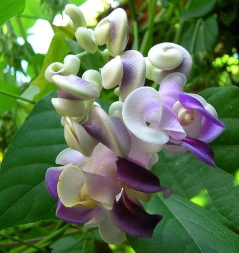 Sementes Trepadeira Caracol Perfumada Flor - Vigna Caracalla