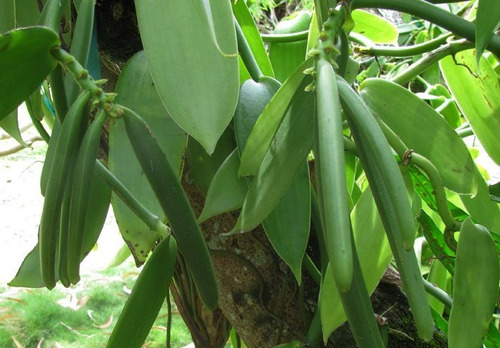 Planta De Vainilla Bonita Y Enraizada (costo Deenvio Aparte)