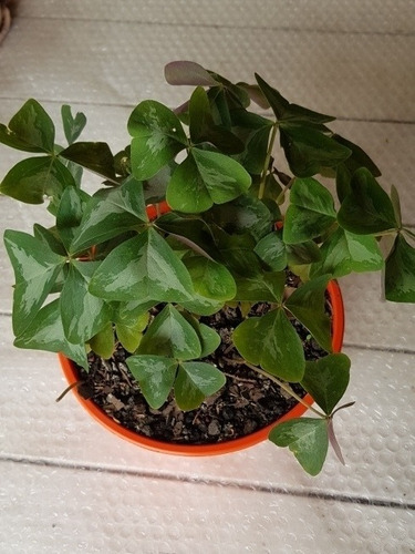 Oxalis -flor De Oca-