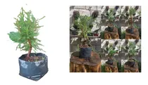 Comprar Arbolito Ahuehuete Para Bonsai Con Envio
