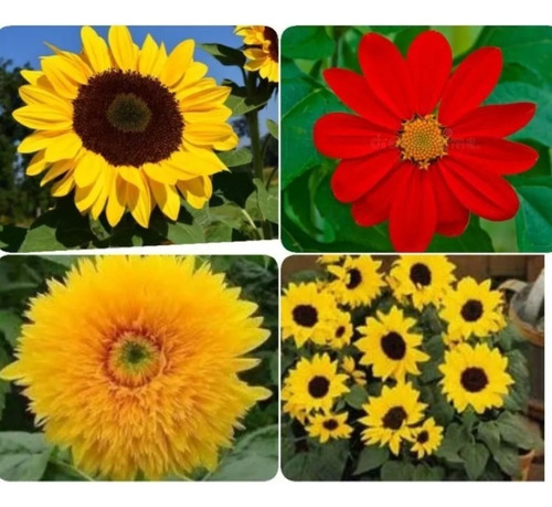 Kit 4 Variedades De Girasol Gigante 150 Semillas C/u