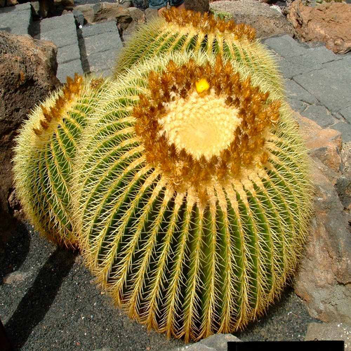 20 Semillas Cactus Echinocactus Grusonii + Guía Germinación