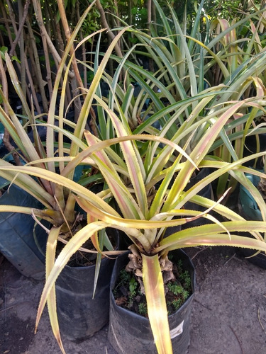 Aechmea Distichantha - Bromelia Epifita O De Tierra - M 3 Lt