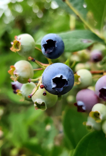 Imagen 5 de 10 de Plantas De Frutos - Arandano , Zarzamora , Grosella