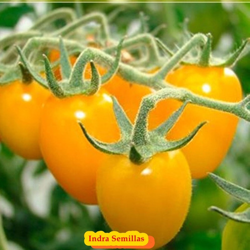 Tomate Cherry Mix -bell Italiano Y Amarillos- (semillas)
