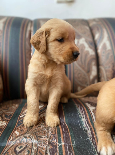 Cachorros Golden Retriever Perros Perritos En Venta Cúcuta