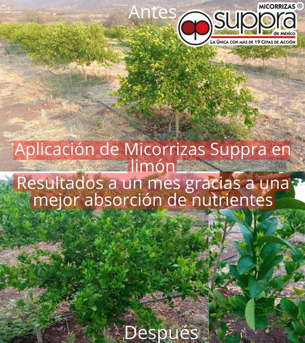 Imagen 8 de 9 de 3 Nutriente Orgánico Jardín Composta Fertilizante Micorriza