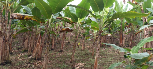 Imagen 5 de 14 de Finca-quinta De 3 Hectareas.