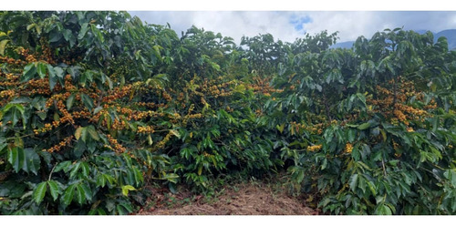Venta Finca 14 Ha, Boconó Edo. Trujillo, Venezuela