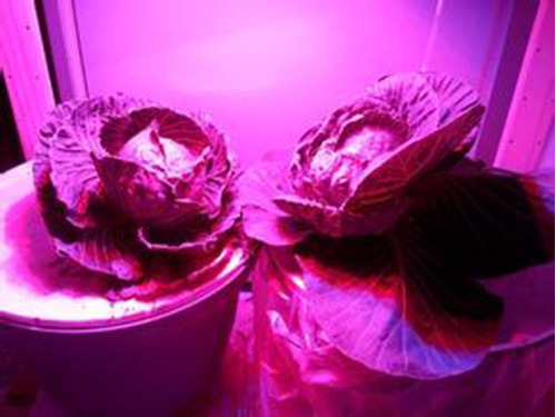 Imagen 3 de 5 de Led Grow Indoor Estrella 3w Alta Potencia Full Esp X 100 Uni