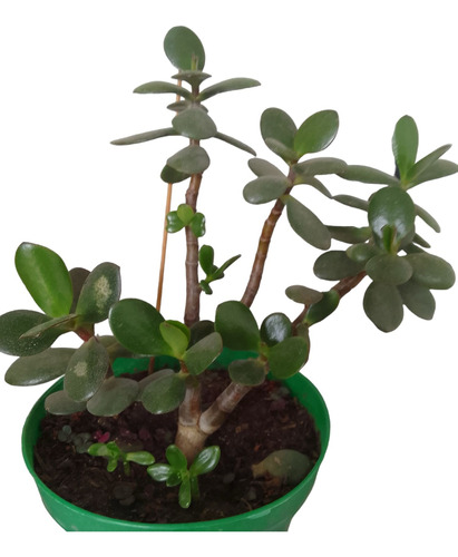 Arbol Jade 