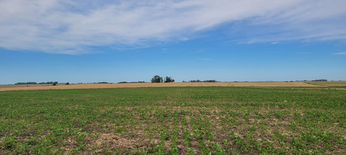Imagen 15 de 23 de Campo Agrícola En Gualeguaychú (camino De Rojas)