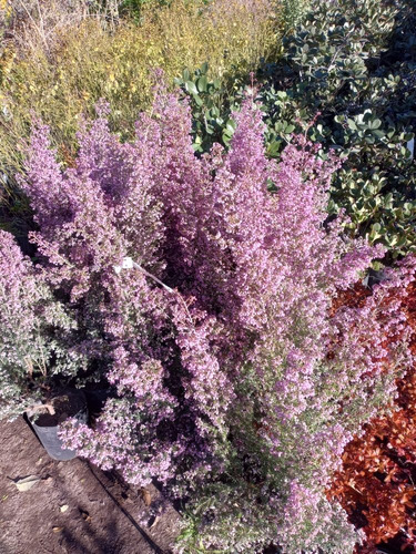Erica Caniculata, Brezo Vizcaíno, Erica Carnea 4lts
