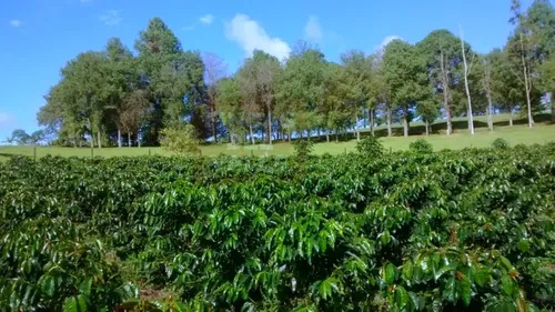 Piendamó, 23 Plazas Ganaderas Y/o Agrícolas.