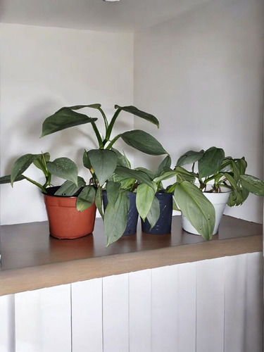 Filodendro Plateado. Philodendron Hastatum. Silver Sword