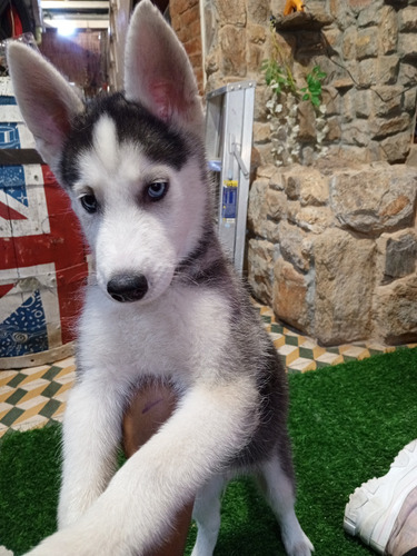 Cachorro Macho Husky Siberiano Ojos Azules Manto Negro