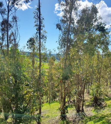 Sitio En Venta En Condomino Almar, Comuna De Navidad.