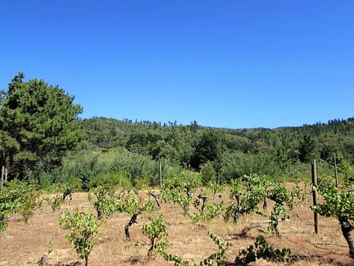 Cauquenes, 18 Hectáreas, Casa Y Viñas (95594)