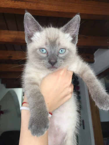 Machito Siames Siameses Claro Gatito
