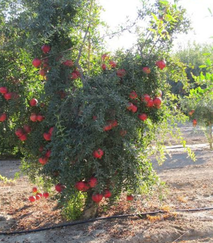 1 Arbol De Tamarillo + 1 Arbolito De Granada Wonderfull Raro