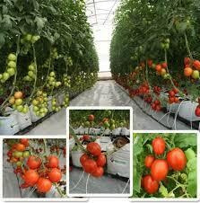Solução Hidroponia Hortaliças Flor Morango Tomate Fase 1b