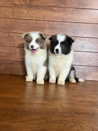 Border Collie (pedigree Internacional)