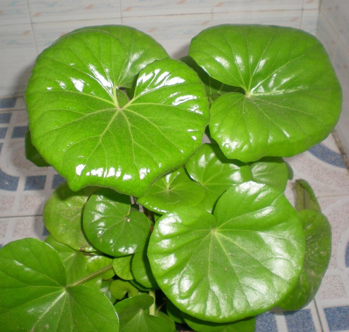 Boina De Vasco - Senecio Kaempferi - Maceta 8 Litros