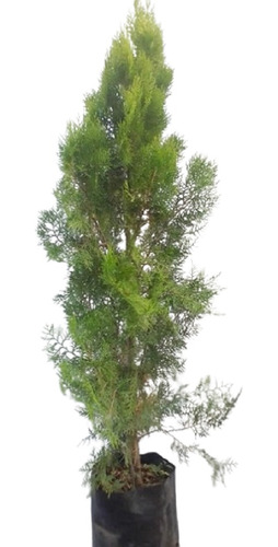 4 Plantas #35mil Thujas Tuyas Dolly 6lts 120/140cm 