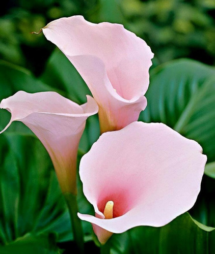 Alcatraz Rosa