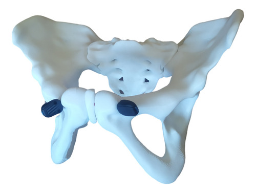 Pelvis Articulada 3d Anatomía 