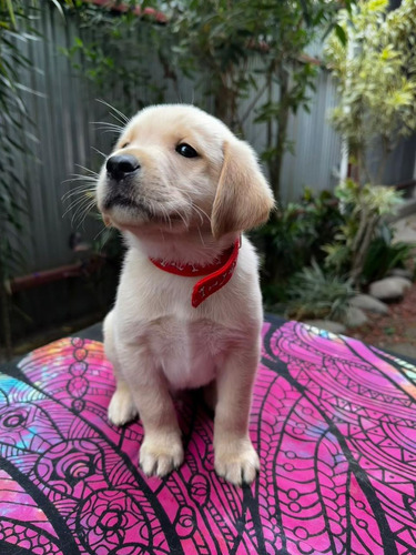 Cachorros Golden Labrador