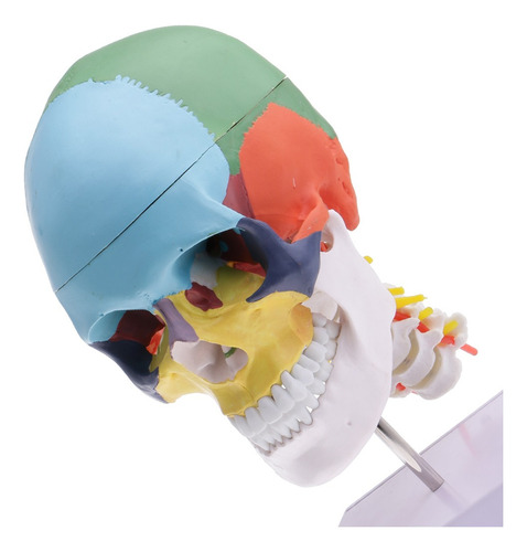 1:1 Colorido Modelo De Cabeza Humana Cráneo Con Vértebra