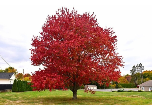 15 Semillas Exótico Árbol Arce Rojo Japonés, Acer Palmatum