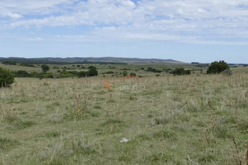 Ruta 39, A 47 Km De Punta Del Este, Venta De Campo Ganadero, Muy Panorámico Y Con Cañadas.