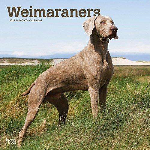 Weimaraners 2019 12 X 12 Inch Monthly Square Wall Calendar, 