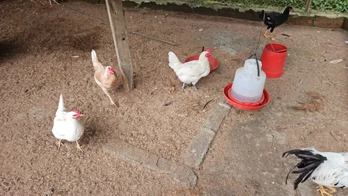 Vendo Finca Productiva En La Vereda La Capilla De Santa Rosa De Cabal 27 Cuadras O 17 Hectareas