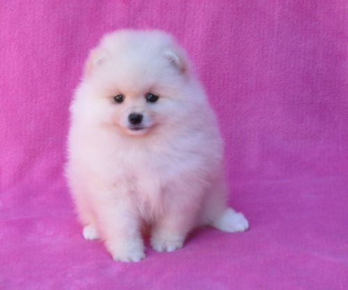Filhote Spitz Alemão Anão Femea Lulu Da Pomerania Spitiz