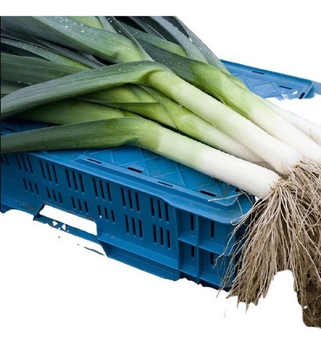 Semente De Hortaliça De Hortaliças Agriculture_seeds De Unidade De 1 X 1 De 1g