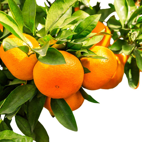 Frutales Naranjos De Invierno Y Verano +abono!!!!