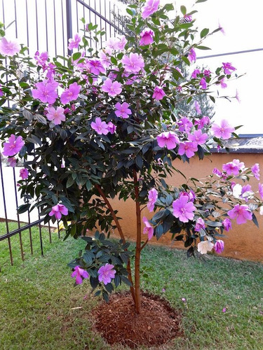 Imagem 10 de 10 de 20 Sementes De Manacá Da Serra Anão Tibouchina Mutabilis