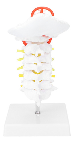 Modelo De Vértebra Cervical: Arteria, Columna Vertebral, Ner