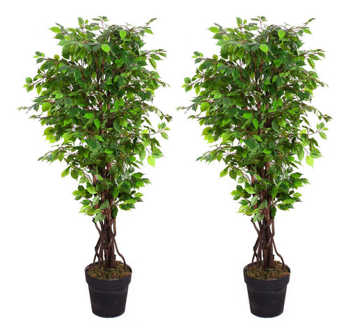 Amerique Green Pair Gorgeous & Unique Ficus Capensia - Plan.